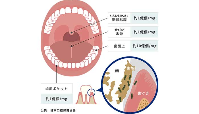 ハビットプロから始めるお口の健康習慣